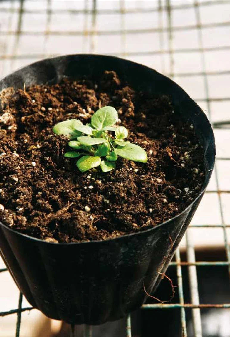 Transplante