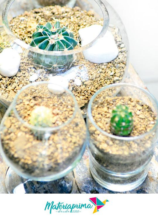 Terrario con Cactus